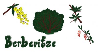 Berberitze Berberitze