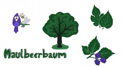 Maulbeerbaum Maulbeerbaum